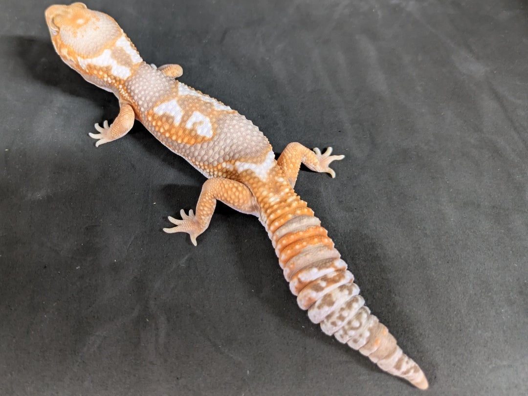 立川店の爬虫類ご紹介(レオパ・ニシアフ・クレス編) | かねだい立川店