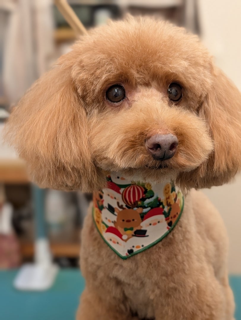 ロイくん 人気記事（一般）｜アメーバブログ（アメブロ）