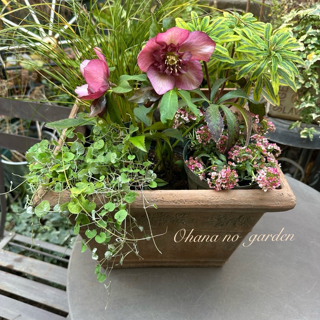 クリスマスローズ寄せ植えを作る | お花のガーデン 日記