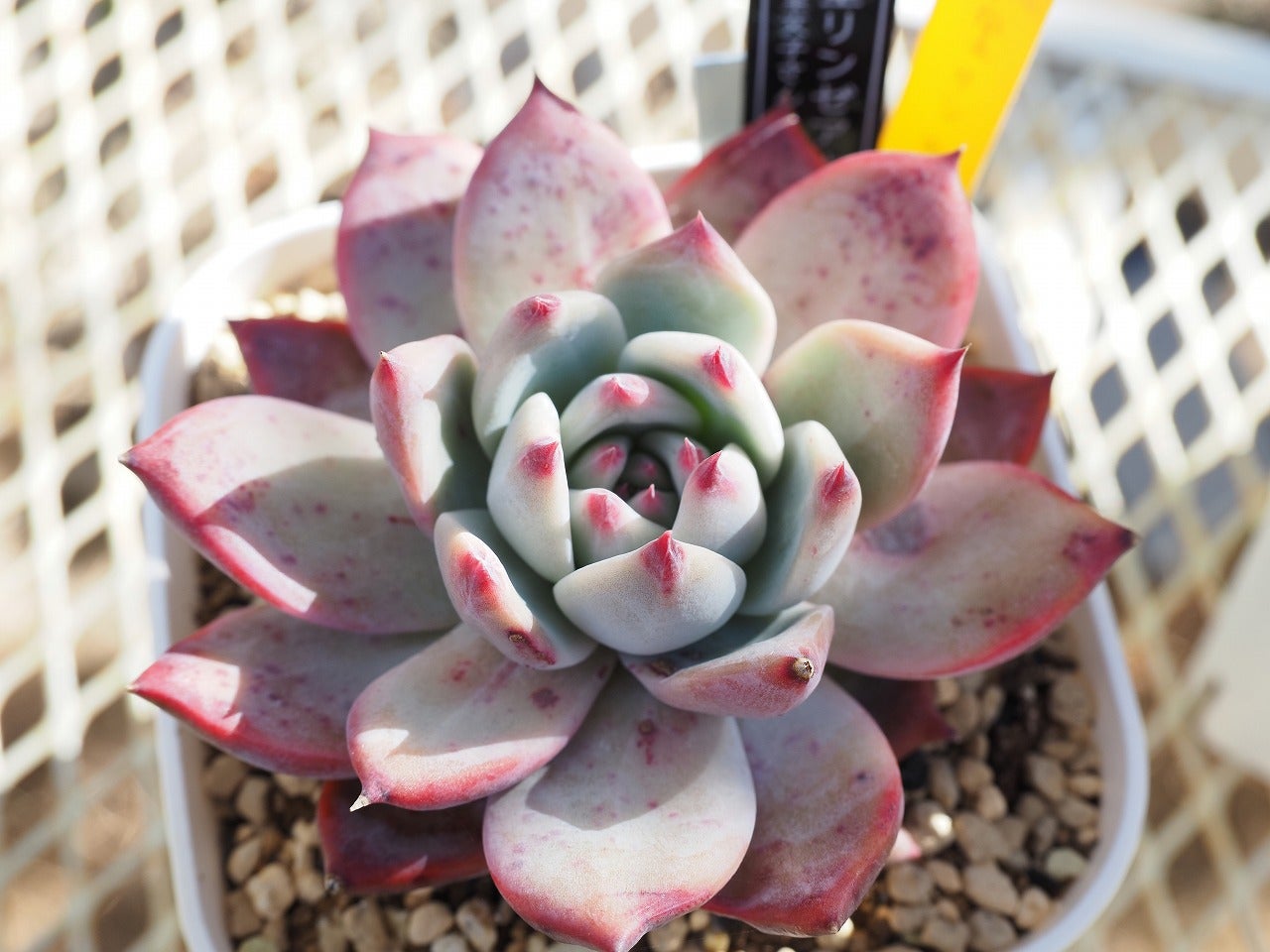 中里リンゼアナとプレハブ多肉棚 | ブログ版Olive&SucculentGarden