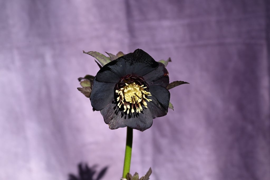 本日更新のクリスマスローズです。 | クリスマスローズ専門店きたむら