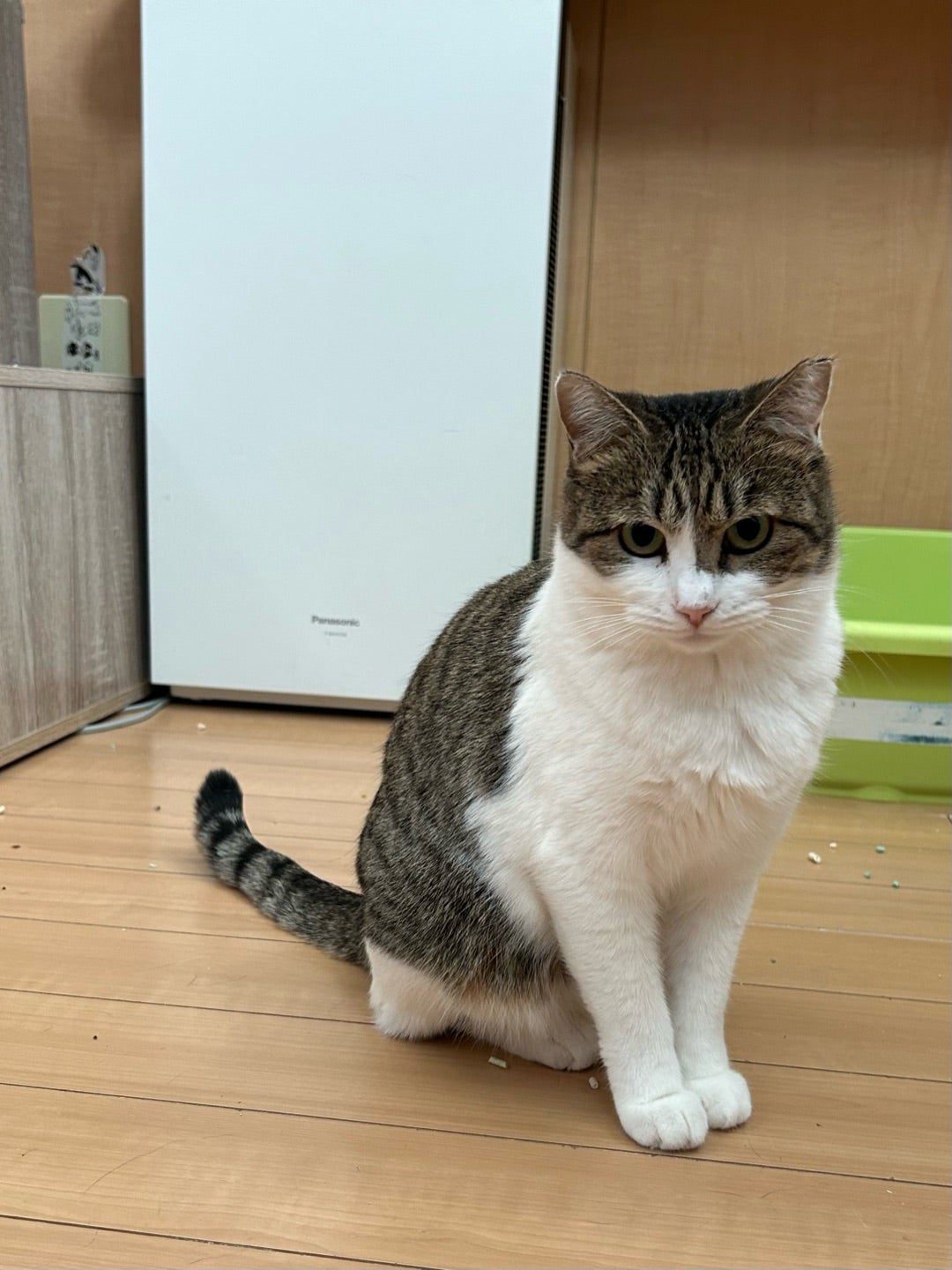 モーニングニャン えいちゃん部屋 】 | 社)アニマルエイド 事務局