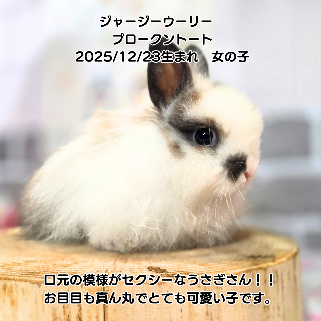 ⭐子うさぎ入店情報⭐ | 札幌のうさぎ専門店“mon Lapin”のブログ