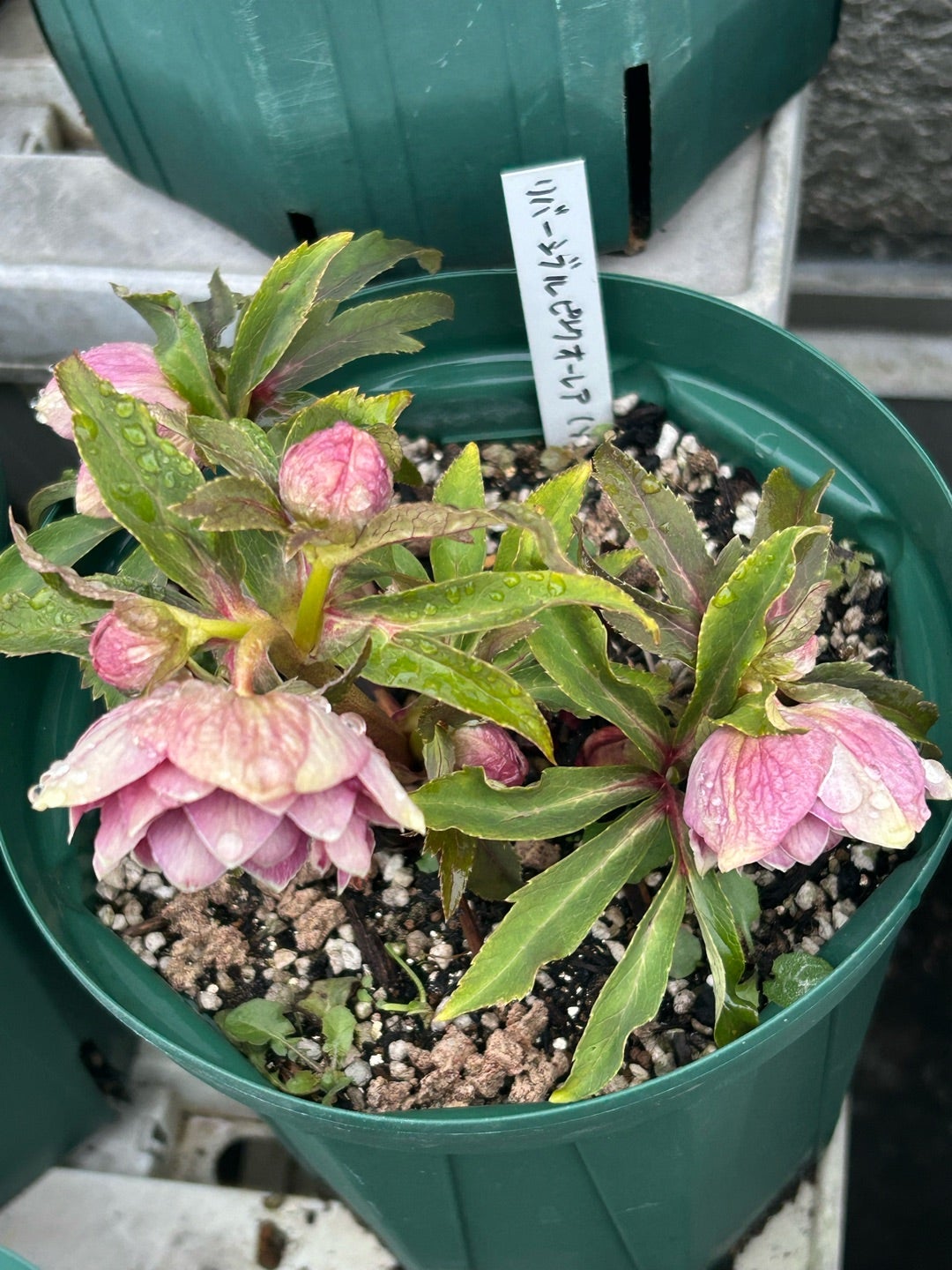 今朝のクリスマスローズ＊ソレイユはどこに⁈ | Kazumi's Diary