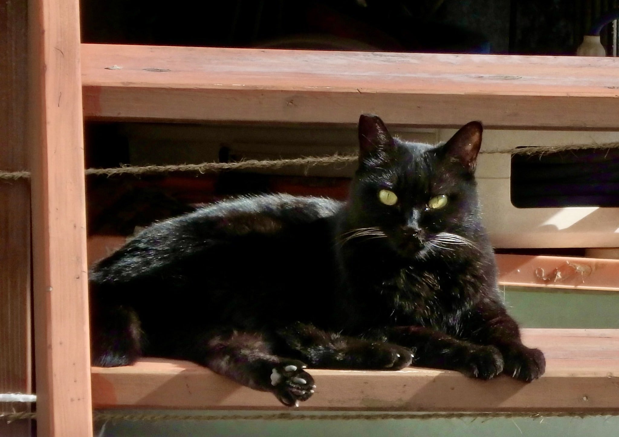 2月22日「猫の日」に因んで＊外出した時見かけた「黒猫」さんたち