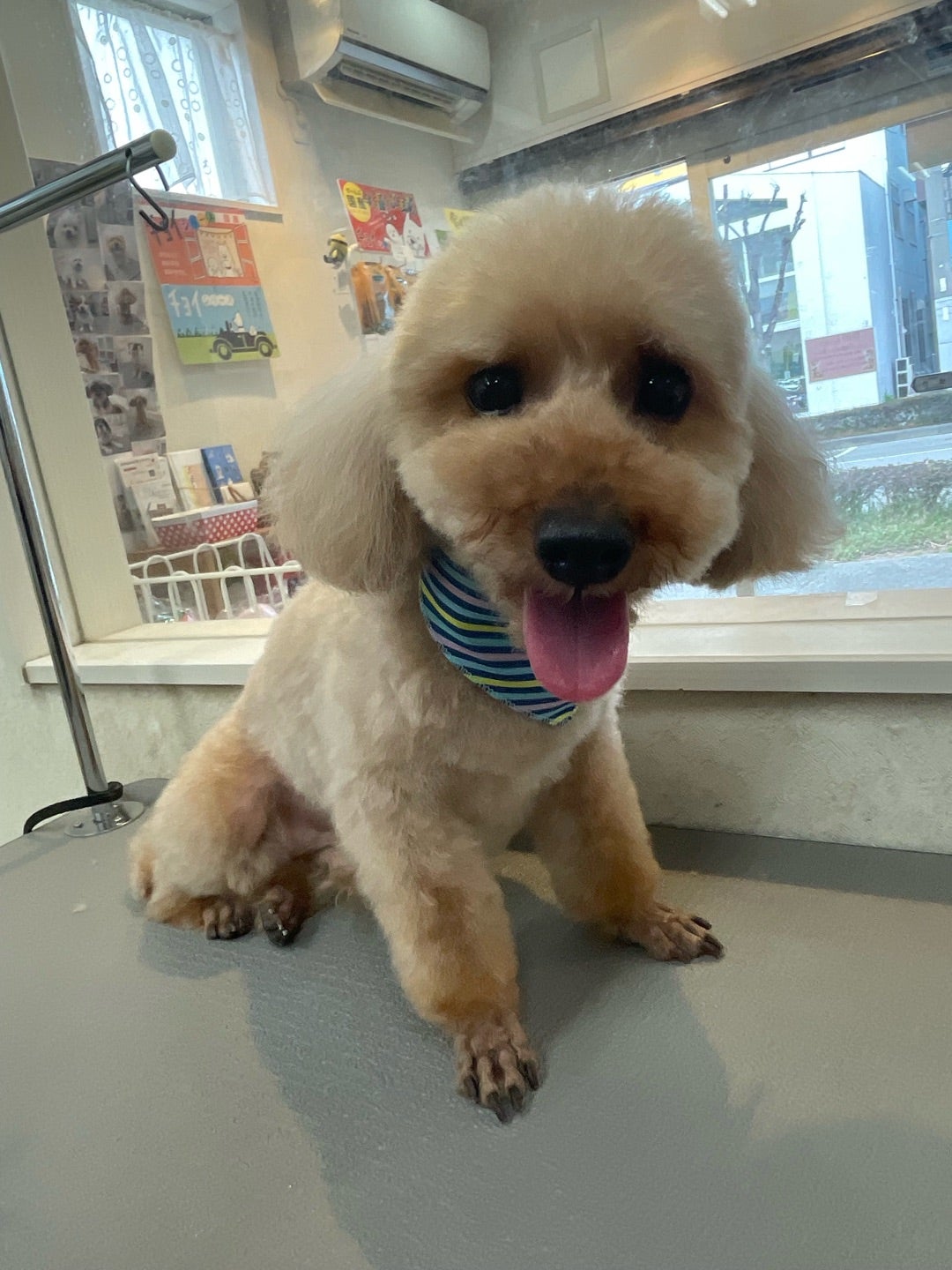 モコくん | DogSalon JINのブログ