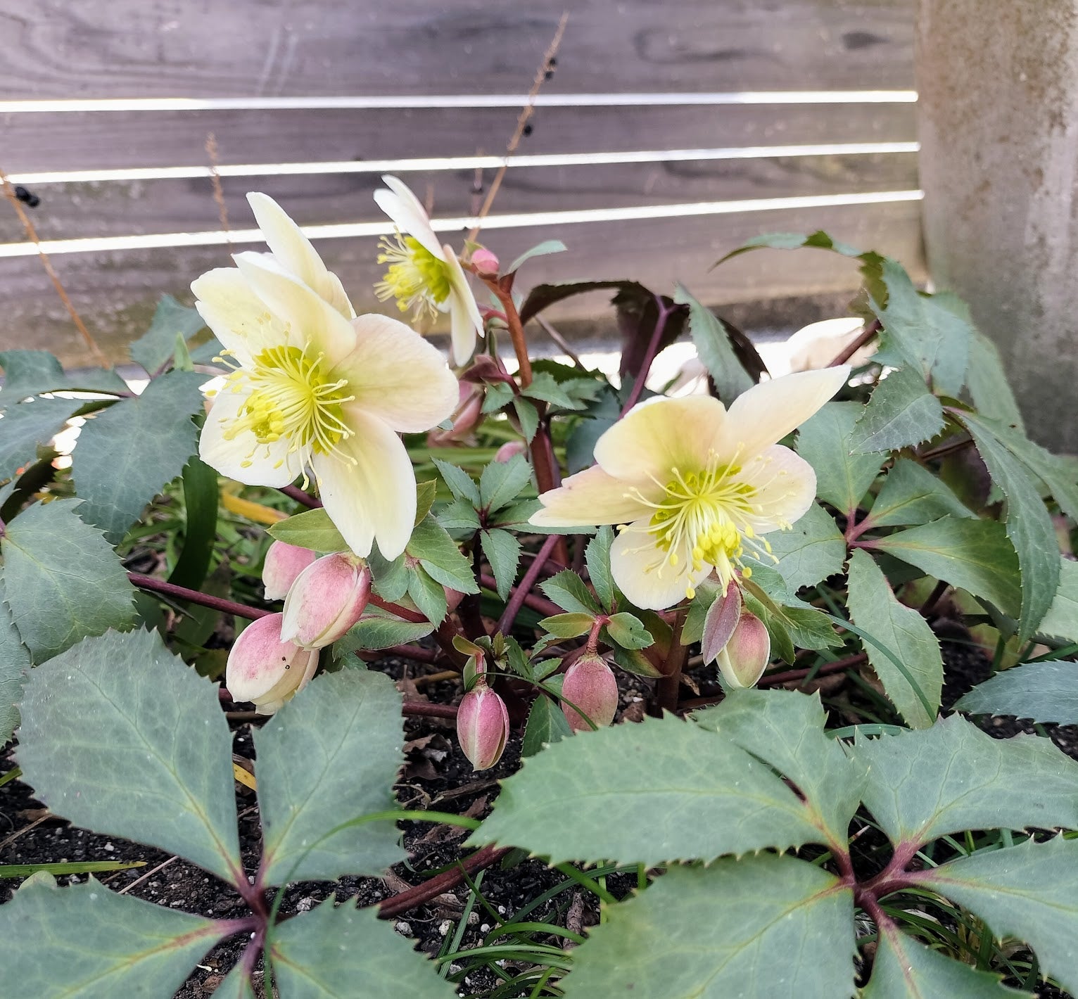 今年は蕾いっぱいのクリスマスローズ | 雑木の庭でガーデニング