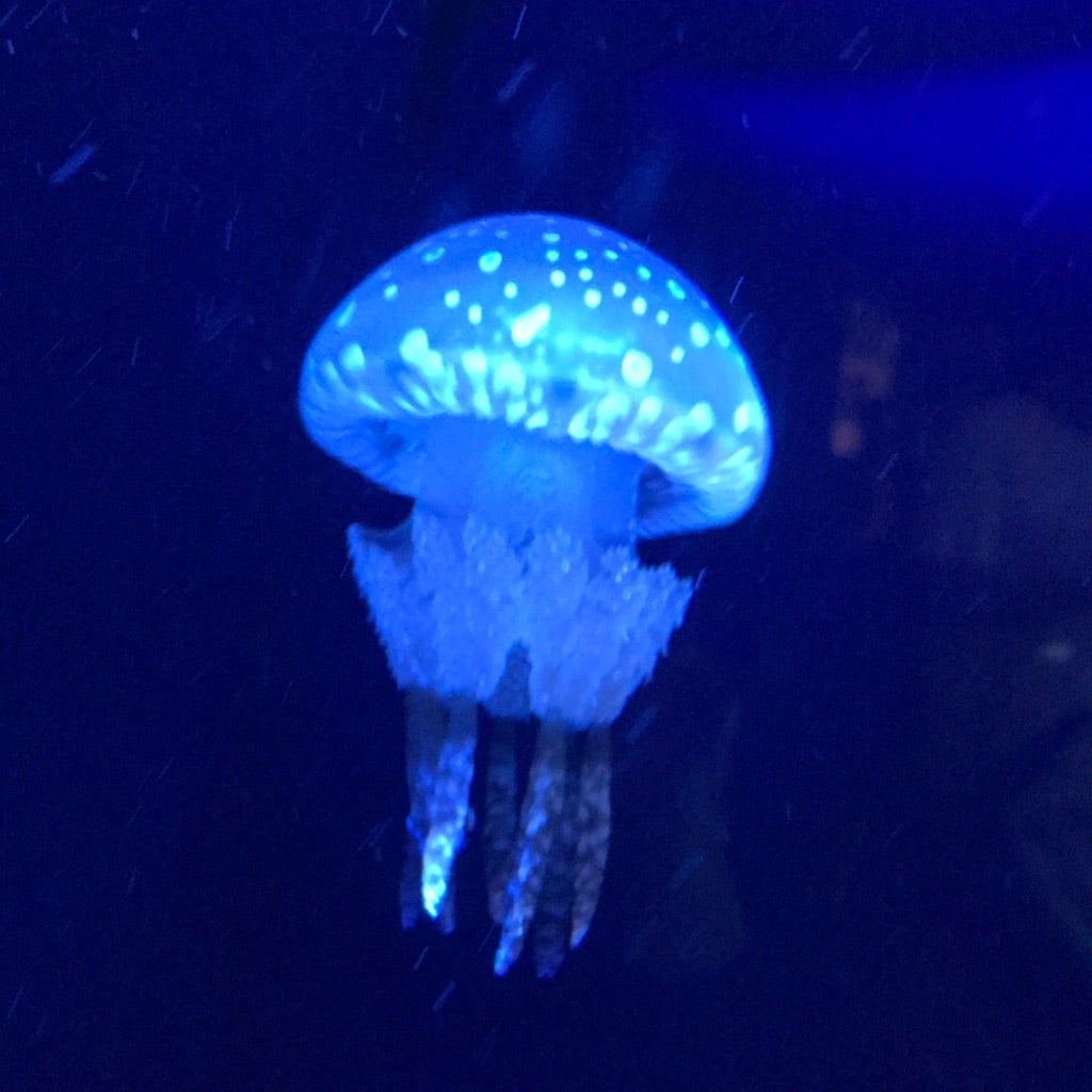 トゲムネキバカミキリ No.1 | 愉快な海と波と恵