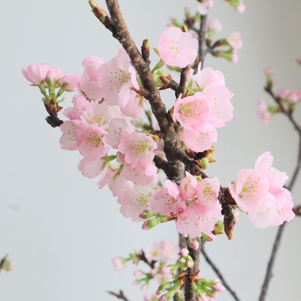 08直前FJ】ヨコハマヒザクラ(横浜緋桜) 90CM JA全農ぐんま - 花材通販