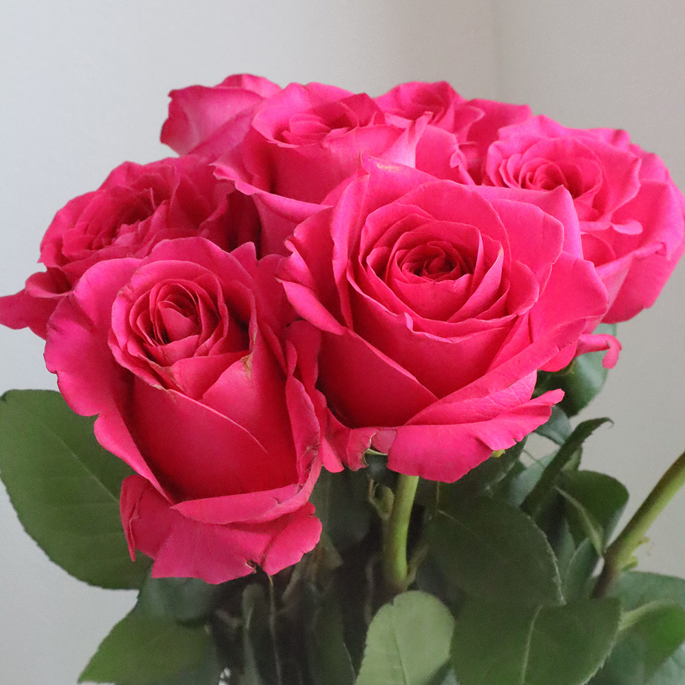 生花/予約】大輪エクアドルローズ クイーンベリーなど(濃いピンク)70cm