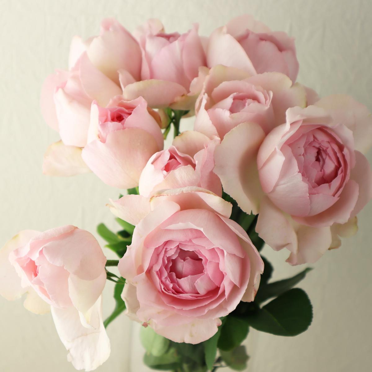 08直前SE】バラ サシェスジェ 50cm(ライトピンク)増田バラ園【生花