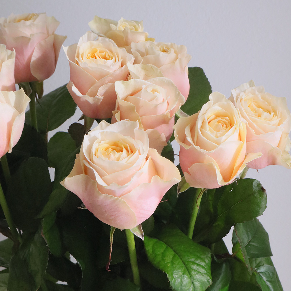 生花】バラ ジリアン(オフホワイト系 ロゼット咲)クニエダ□今週の