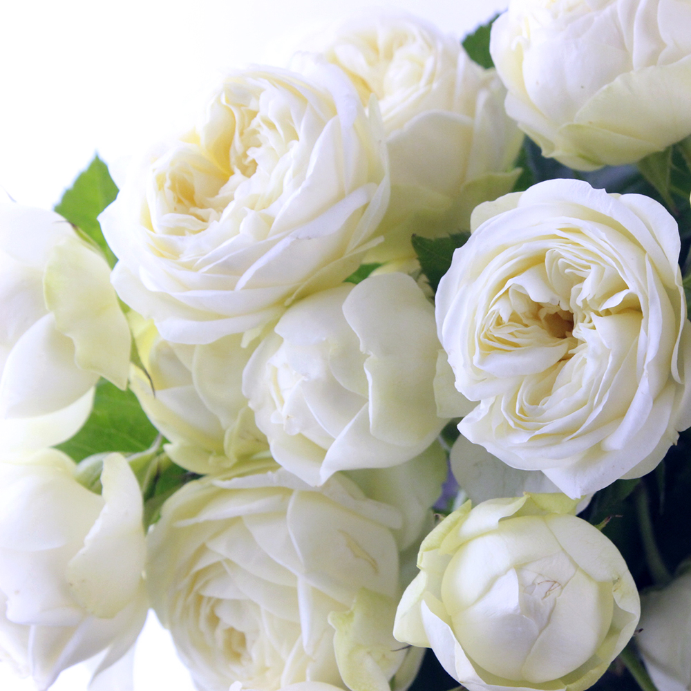 08直前】SPバラ セブンスターローズ 40cm(白・カップ大輪)香りあり