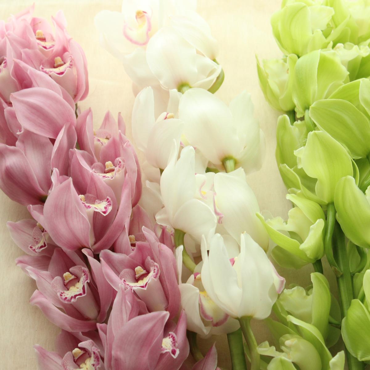 生花】シンビジューム(おまかせ3-4色ミックス)Mサイズ 中大輪系 JA