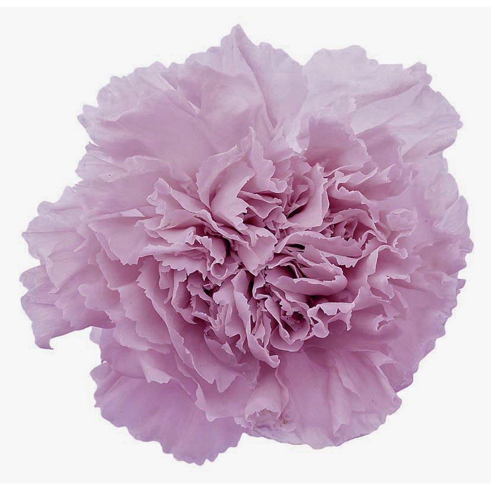 プリザーブド】【1輪販売】大地農園/カーネーション パウダー