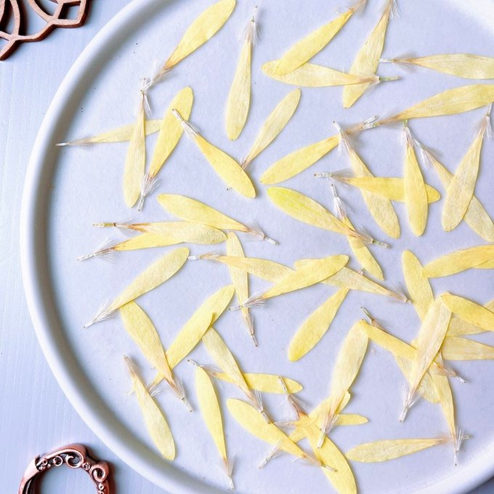 ドライ】m flowers/押し花 ガーベラの花びら 黄色 - 花材通販はなどん