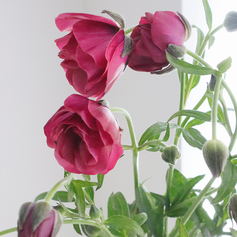 生花】ラナンキュラス ラックス ティーバ(パープル系)【OT】 - 花材