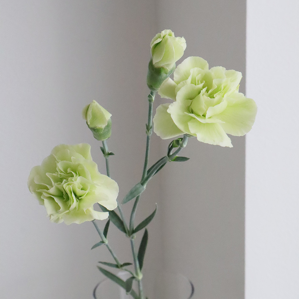 生花】国産SPカーネーション(グリーン)5-60cm程度クラシオンなど 藤