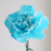 直前!!!】染めカーネーション ティントブルー(水色系)【生花】 - 花材