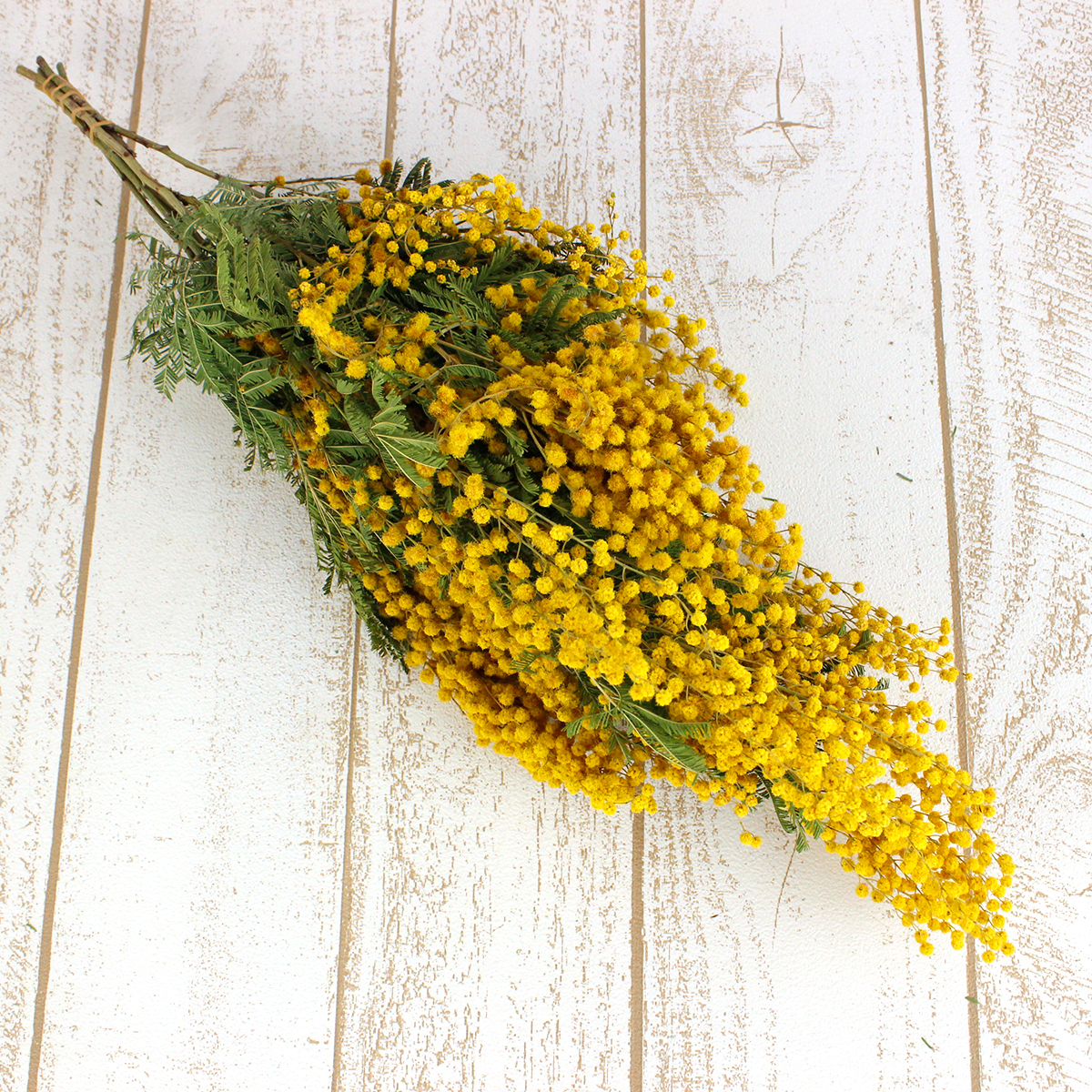 ドライ】J・flow/ミモザアカシア(輸入・5〜8本程度)【S1-10-11】 - 花