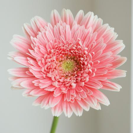 生花】【さぎやま】ガーベラ サララ(八重ピンク)【FJ】 - 花材通販は