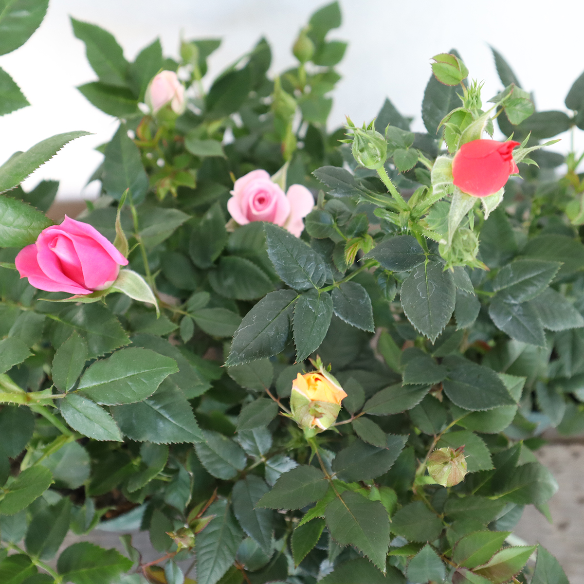 送料無料】【生花/鉢】ミニバラ(3.5寸苗)色おまかせアソート ※北海道