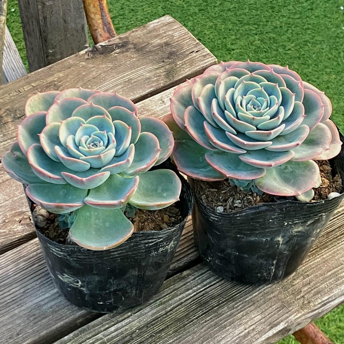 送料無料】【生花/直送】多肉苗 七福神 2鉢 ※お届け日指定不可・お届け