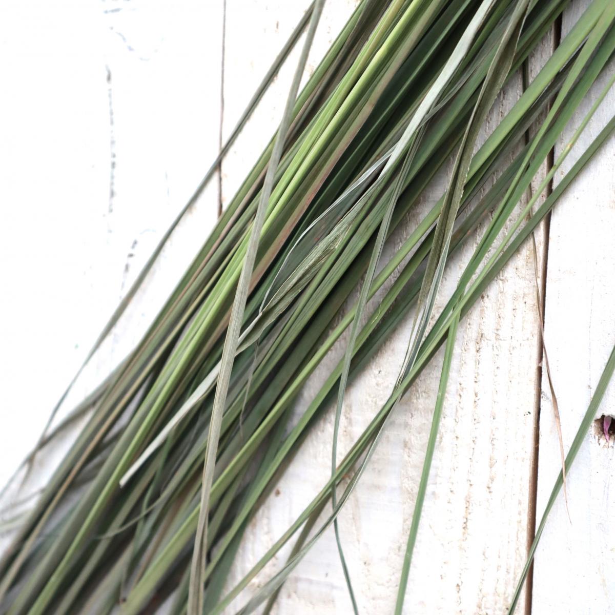 08直前!!!】【JM】レモングラス 100cm程度 ※半ドライ〜ドライ - 花材