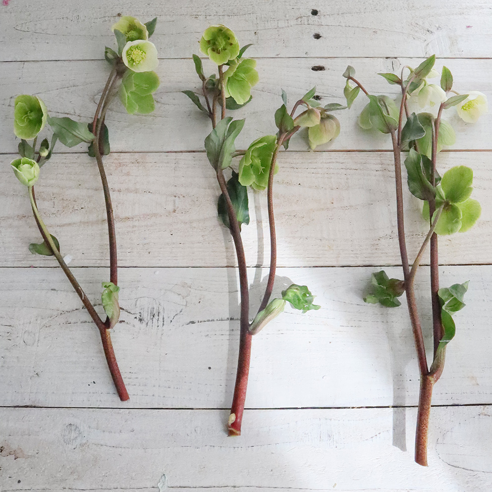 生花】クリスマスローズ マグニフィセントベル 30cm〔グリーン系 小輪