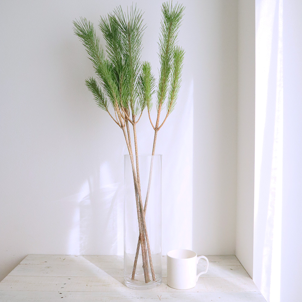若松、切り枝 生花/即納】◇若松 1等 - 花材通販はなどんやアソシエ