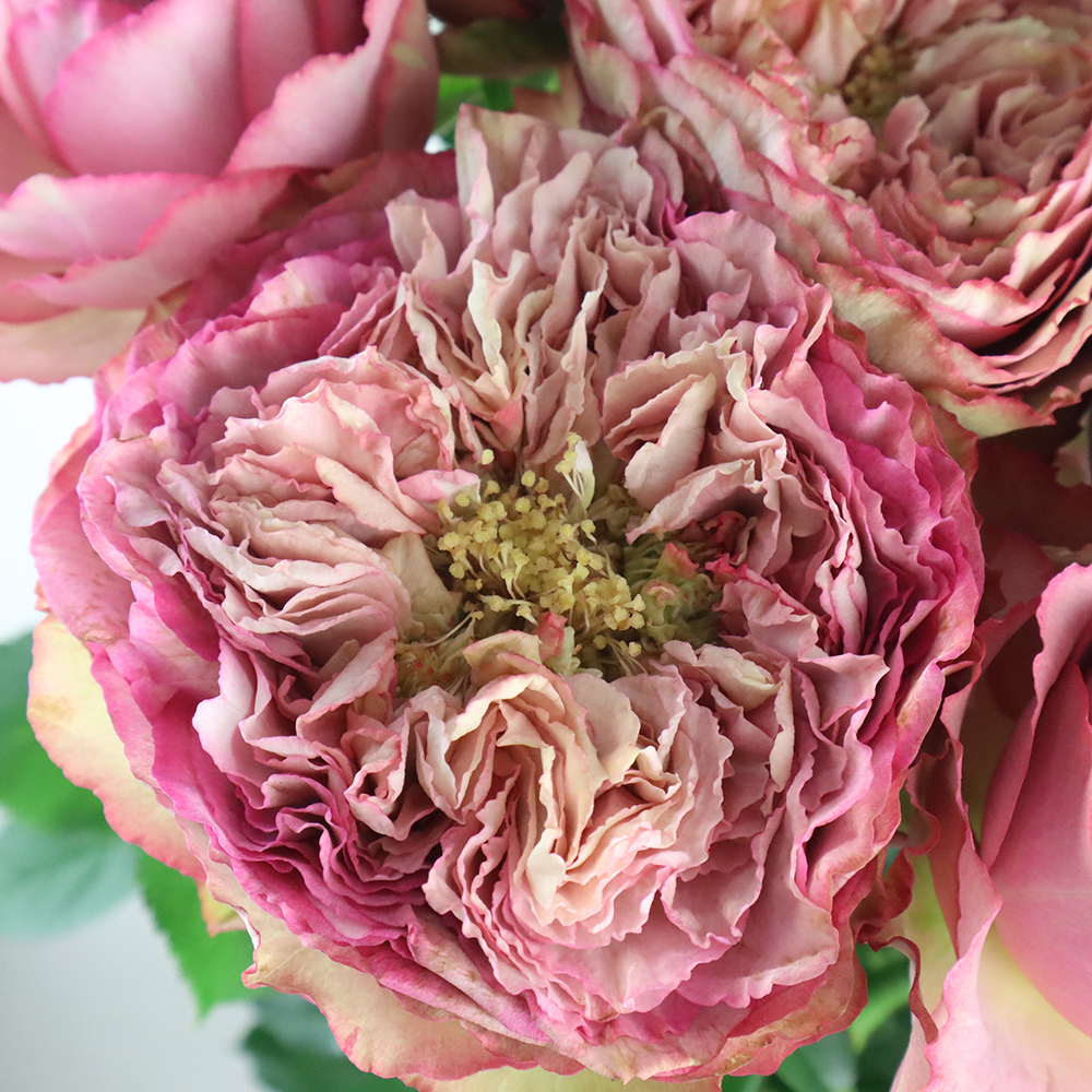 08直前SE】バラ ホールディングハンズ 堀木バラ園 40センチ - 花材通販