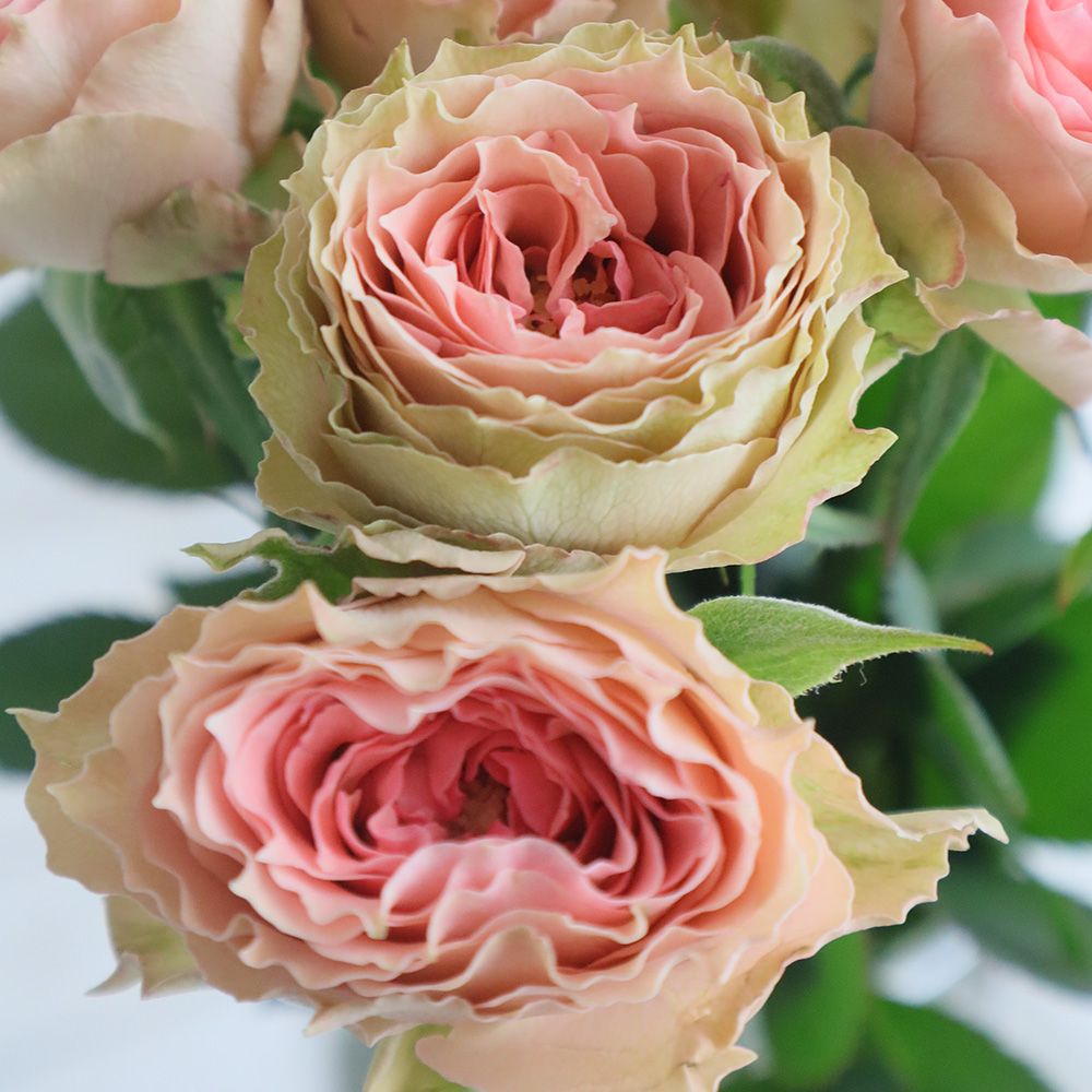 生花】【後藤バラ園】バラ ラブロ(ピンク)□今週のオトク【IT-23