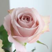 生花】バラ ラプソディ+(淡いピンクラベンダー)40CM-【OT】 - 花材通販