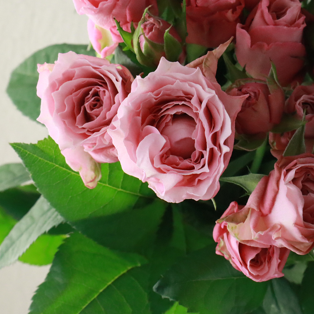 生花】SPバラ サクラドレス 60センチ 前橋バラ組合 - 花材通販はなどん