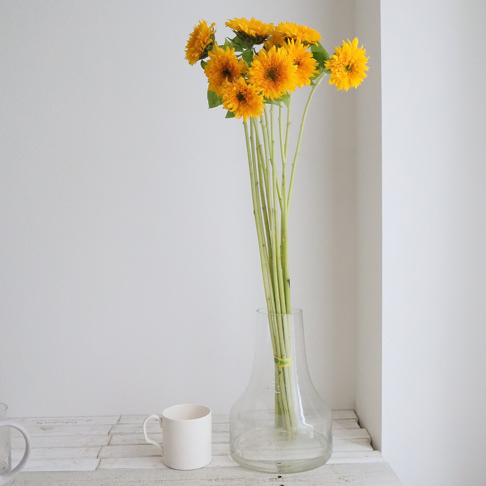 直前】ヒマワリ マヤダブル、東北八重など(オレンジ八重系)7～10cm前後