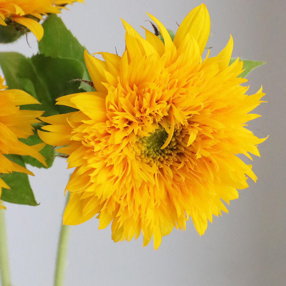 生花】ヒマワリ マヤダブル、東北八重など(オレンジ八重系)7～10cm前後