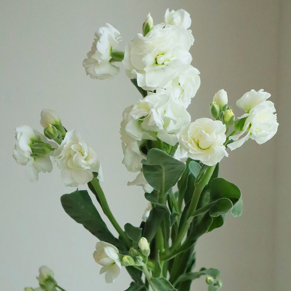 直前!】スプレーストック(白)60cm〜【生花】 - 花材通販はなどんやアソシエ