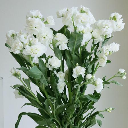 直前!】スプレーストック(白)60cm〜【生花】 - 花材通販はなどんやアソシエ