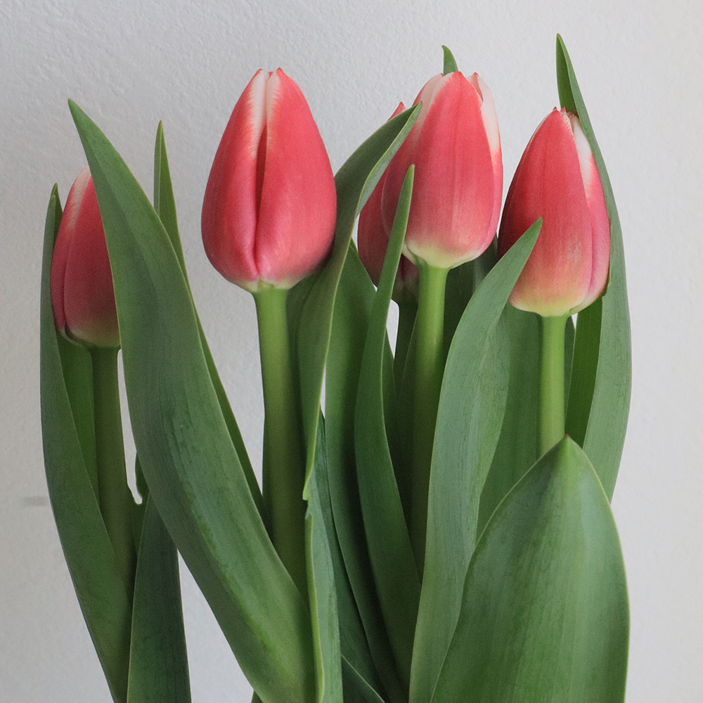 生花】チューリップ ダッチデザイン(赤白複色)一重 - 花材通販はなどん