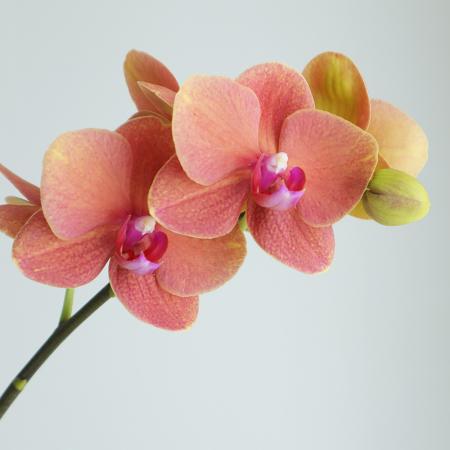 生花】ミディ胡蝶蘭 サーフソング(約5輪)オレンジ系 加藤洋ラン園【IT