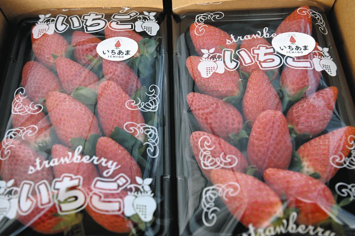 とんがり帽子のような形のイチゴ「いちあま」、味も突き抜けてます