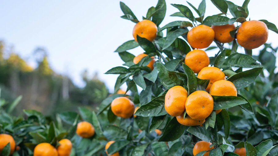 美味しく味わい、産地を支える 〜