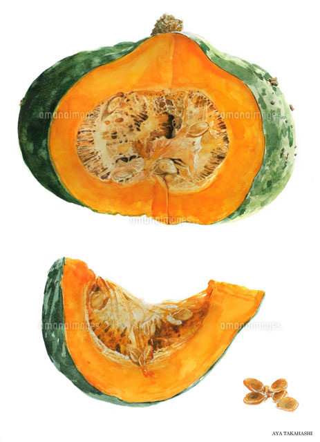 水彩画 カットされたかぼちゃ[02237010409]の写真・イラスト素材