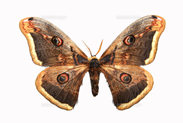 オオクジャクヤママユ[25107000964]の写真・イラスト素材｜アマナ