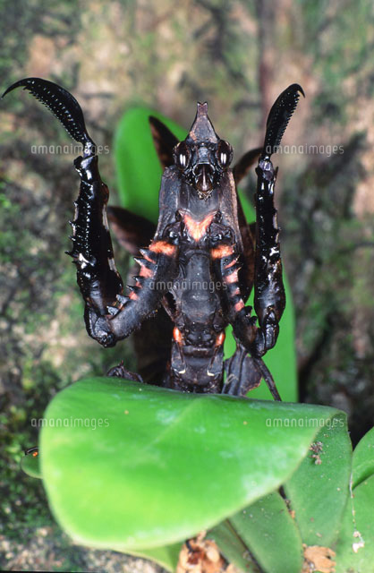 マオウカレハカマキリ[25107001402]の写真・イラスト素材｜アマナ