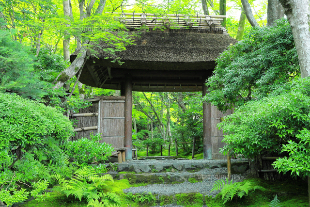 夏の祇王寺[26121044984]の写真・イラスト素材｜アマナイメージズ