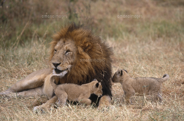 ライオンの親子[32141001207]の写真・イラスト素材｜アマナイメージズ
