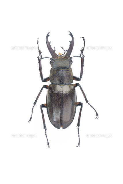 ミヤマクワガタ オス ヤマ型 小型個体 標本[32146003015]の写真