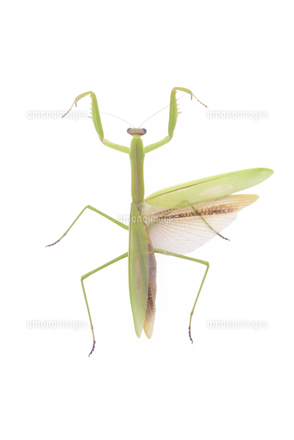 チョウセンカマキリ メス緑色型展翅標本[32146003379]の写真・イラスト