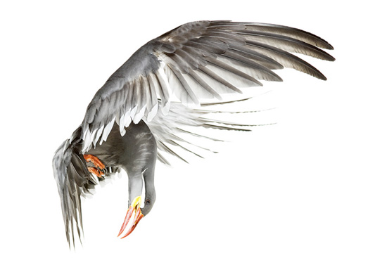 bird by andrew zuckerman